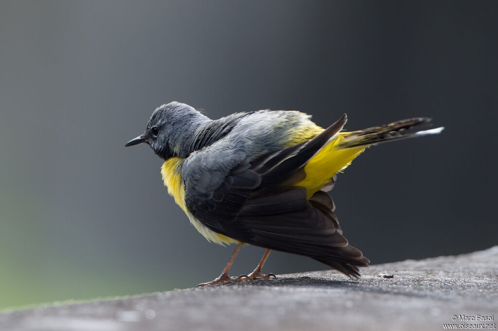 Grey Wagtail male adult breeding, identification