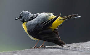 Grey Wagtail