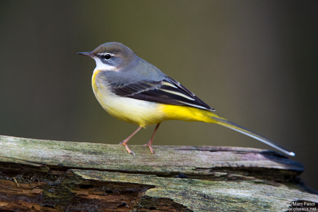 Grey Wagtailadult post breeding, identification