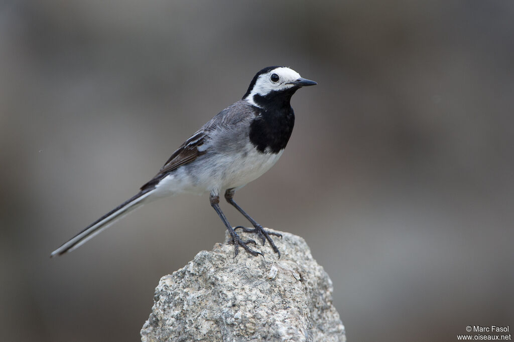 White Wagtail male adult breeding, identification