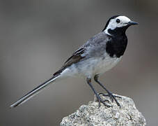 White Wagtail