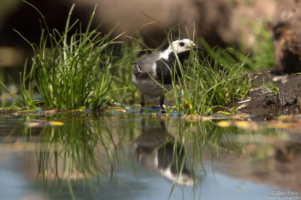 White Wagtailadult, walking, fishing/hunting