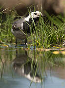 White Wagtail