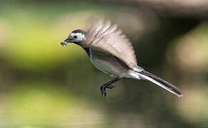 White Wagtail