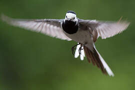 White Wagtail