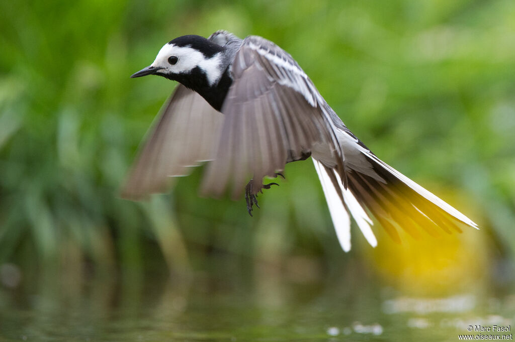 White Wagtailadult, Flight