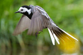 White Wagtail