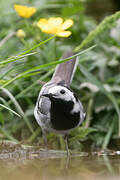 White Wagtail