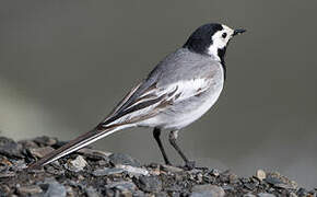 White Wagtail