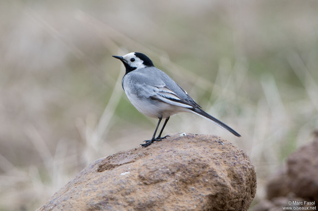 White Wagtailadult