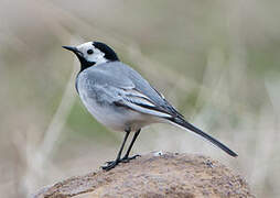 White Wagtail