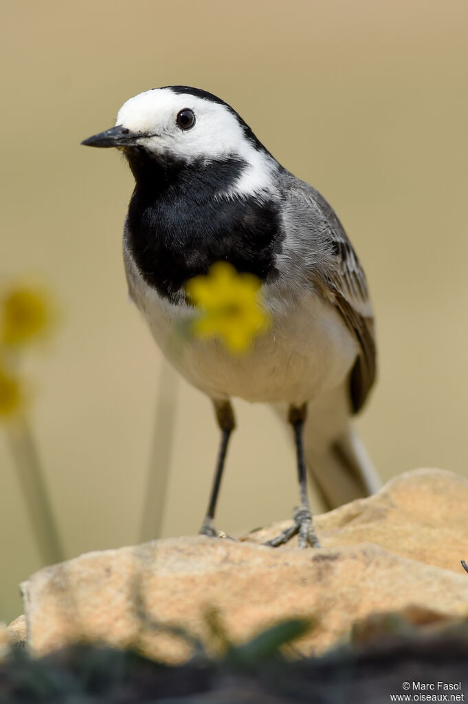 White Wagtailadult, identification