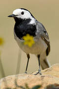 White Wagtail