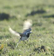 White Wagtail