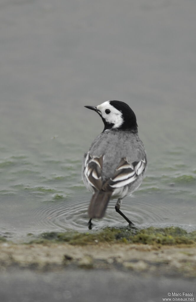 White Wagtail male adult breeding, identification