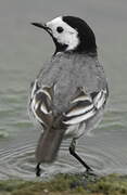 White Wagtail