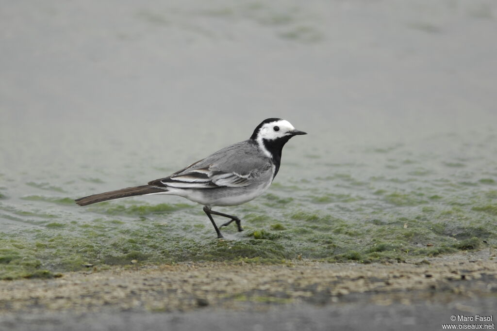 White Wagtail male adult breeding, identification