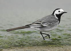 White Wagtail