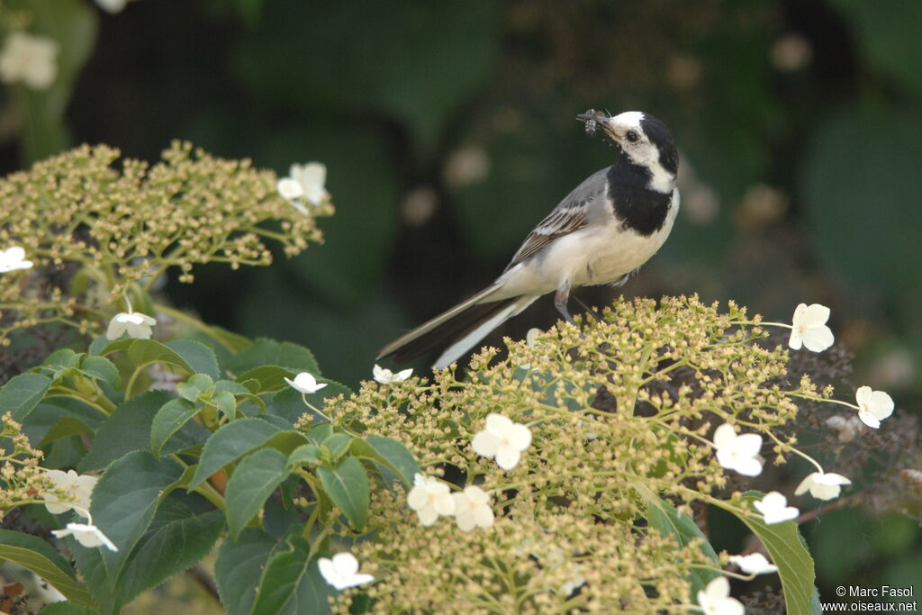 White Wagtailadult breeding, feeding habits, Reproduction-nesting