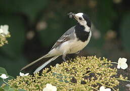 White Wagtail