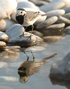 White Wagtail