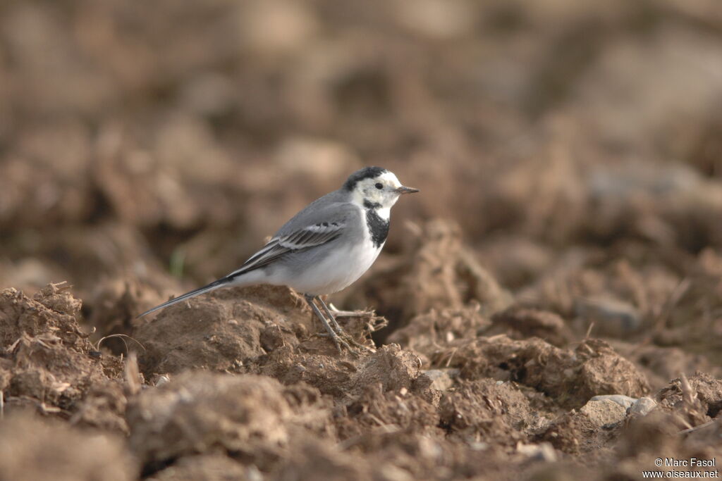 White Wagtailadult post breeding, identification, feeding habits