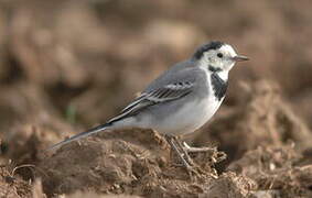 White Wagtail