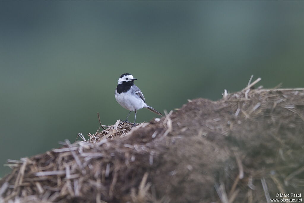 White Wagtailadult, identification