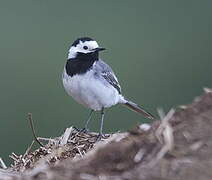 White Wagtail