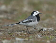 White Wagtail