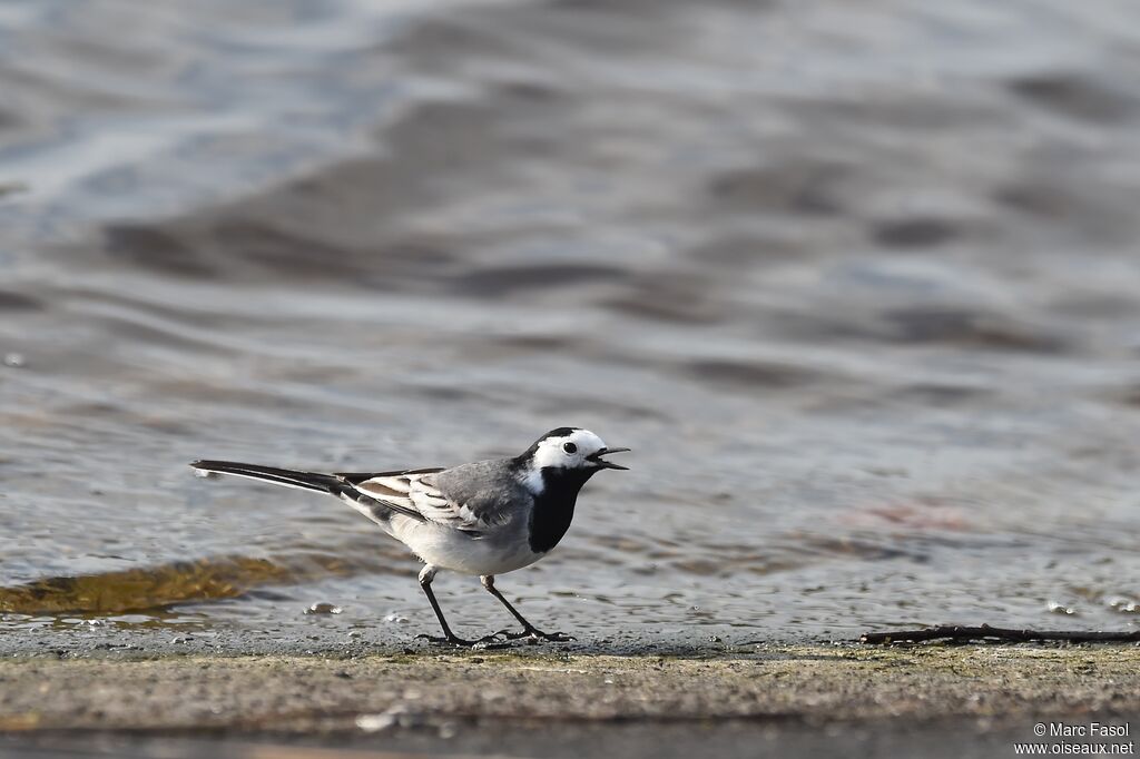 White Wagtail male adult breeding, identification, feeding habits