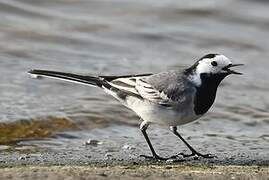 White Wagtail