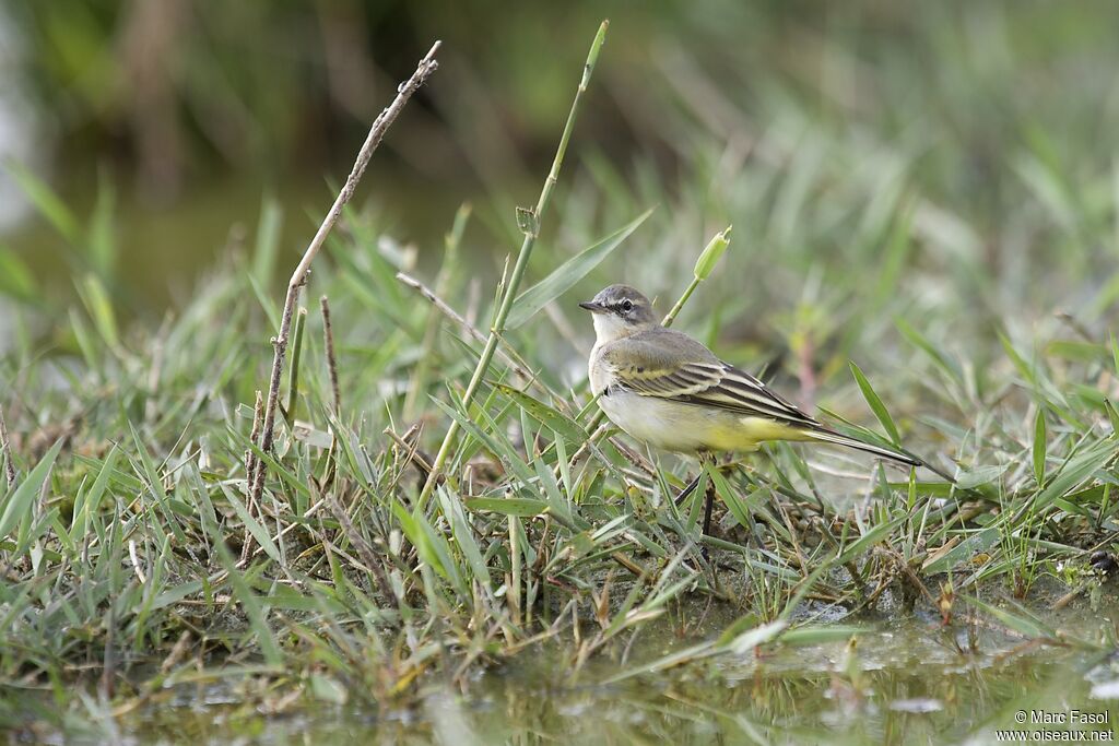 Western Yellow Wagtailadult post breeding, identification, Behaviour