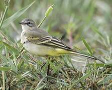 Western Yellow Wagtail