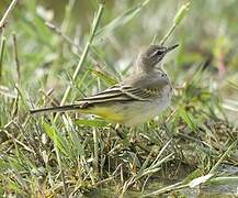 Western Yellow Wagtail