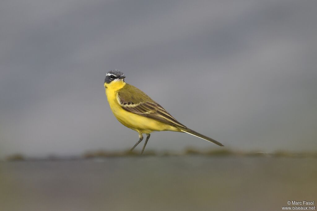 Western Yellow Wagtail male adult breeding, identification