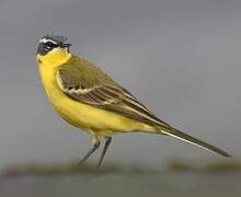 Western Yellow Wagtail