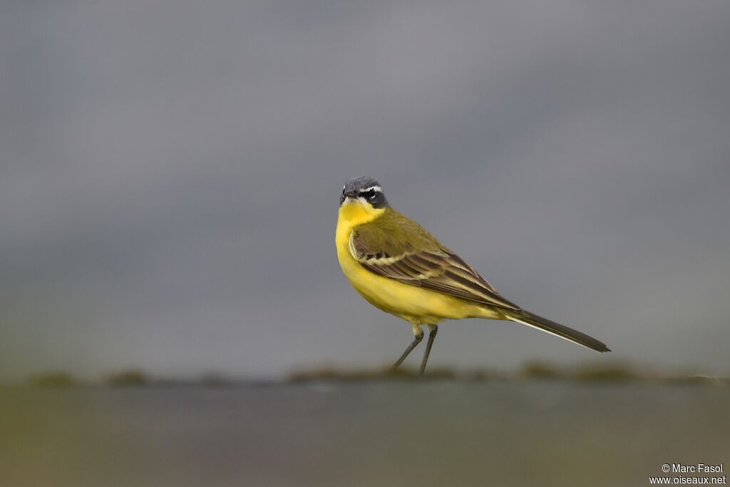 Western Yellow Wagtail male adult breeding, identification