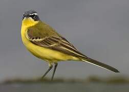 Western Yellow Wagtail