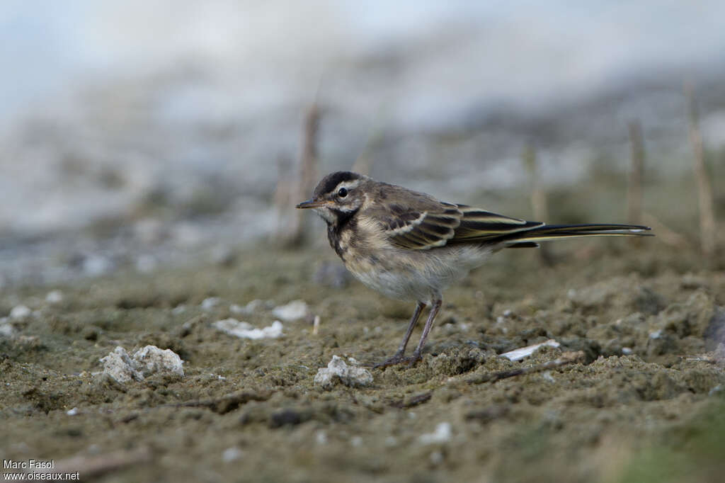 Bergeronnette printanièrejuvénile, identification