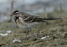 Western Yellow Wagtail