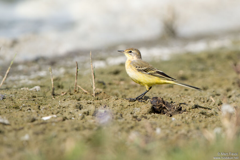 Western Yellow Wagtail female adult post breeding, identification