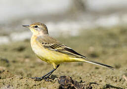 Western Yellow Wagtail