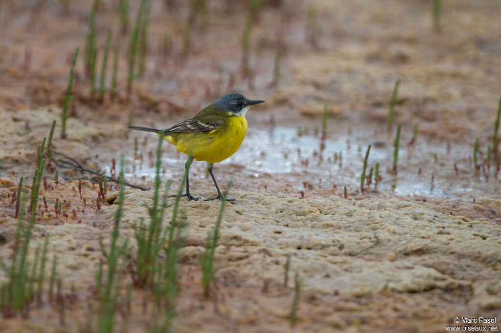 Western Yellow Wagtail male adult, identification, walking