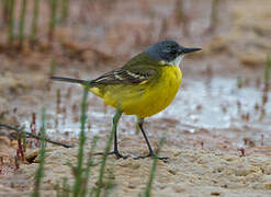 Western Yellow Wagtail