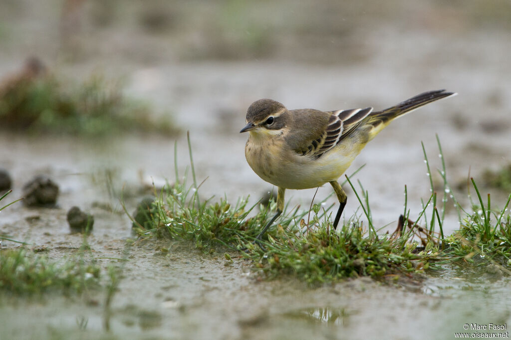 Western Yellow Wagtail female adult post breeding, identification, walking