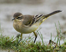 Western Yellow Wagtail