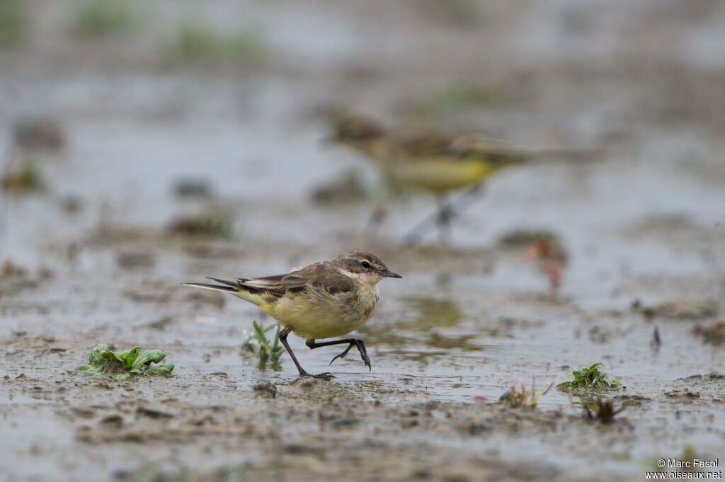 Western Yellow Wagtailadult post breeding, walking