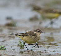 Western Yellow Wagtail