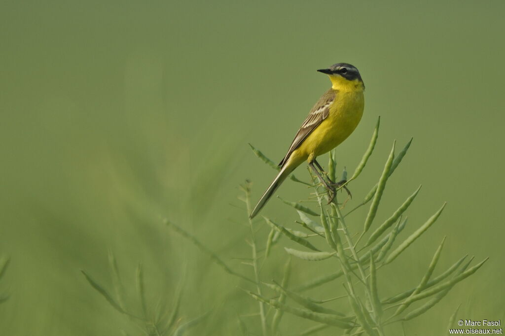 Western Yellow Wagtail male adult breeding, identification, Reproduction-nesting